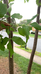 Ptelea trifoliata