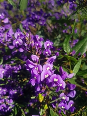 Hardenbergia violacea