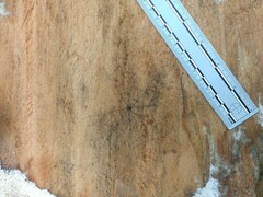 Sclerosomatidae