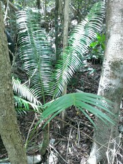 Microcycas calocoma