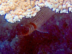 Myripristis violacea