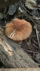 Cyclocybe parasitica