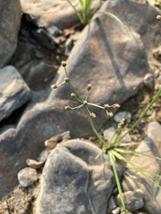 Fimbristylis annua