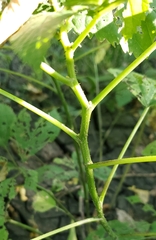 Laportea canadensis