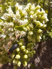 Acmaeodera flavomarginata