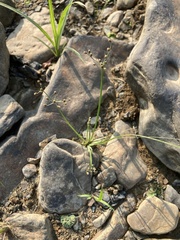 Fimbristylis annua