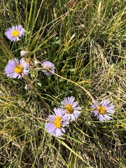 Dieteria bigelovii
