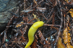 Ariolimax dolichophallus