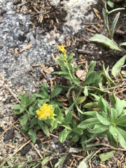 Senecio aronicoides