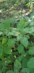 Laportea canadensis