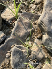 Fimbristylis annua