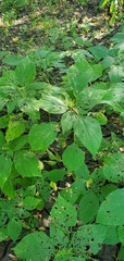 Laportea canadensis