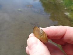 Utterbackia imbecillis