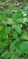 Laportea canadensis