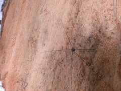 Sclerosomatidae