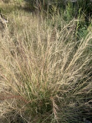 Aristida purpurea