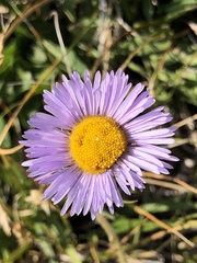 Dieteria bigelovii