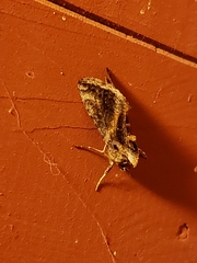 Chrysodeixis