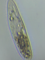 Philasterides armatus