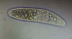 Philasterides armatus