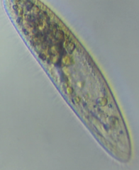 Philasterides armatus