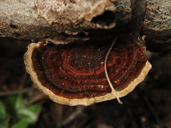 Hexagonia