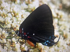 Atlides halesus