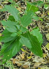 Urtica