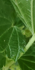 Urtica
