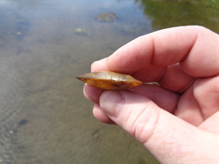 Utterbackia imbecillis