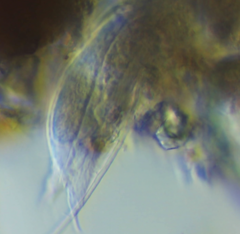 Heterolepidoderma