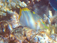 Halichoeres hortulanus