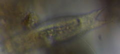 Heterolepidoderma