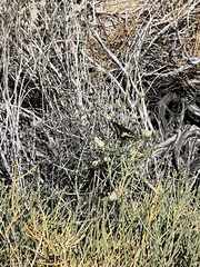 Papilio polyxenes rudkini