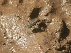 Cicindela duodecimguttata
