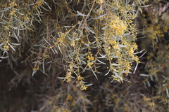 Acacia cambagei
