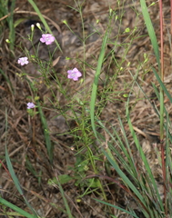 Agalinis gattingeri