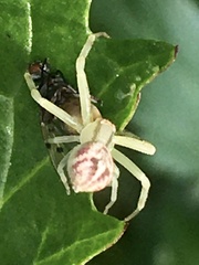 Misumenops