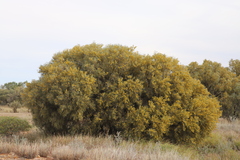Acacia cambagei