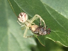 Misumenops