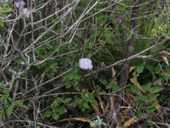 Ageratum tehuacanum
