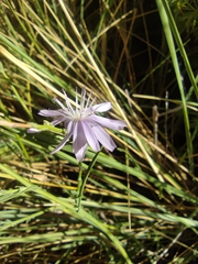Lactuca tenerrima