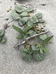 Dioscorea fastigiata