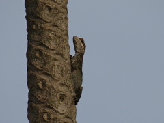 Basiliscus basiliscus