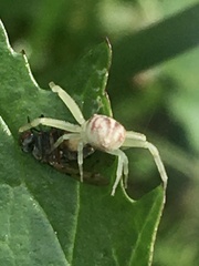 Misumenops