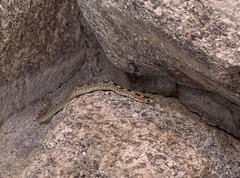 Rhinocheilus lecontei