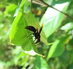 Rhynchium haemorrhoidale