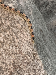 Rhinocheilus lecontei