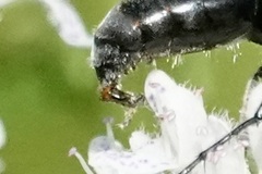 Parasitiformes
