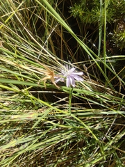 Lactuca tenerrima